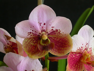 Grow and care Vanda sanderiana orchid - Sanders Vanda - Waling-Waling