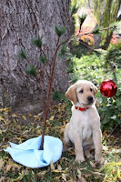 Yellow Lab Guide Dog puppy pictured underneath a scraggly Christmas tree