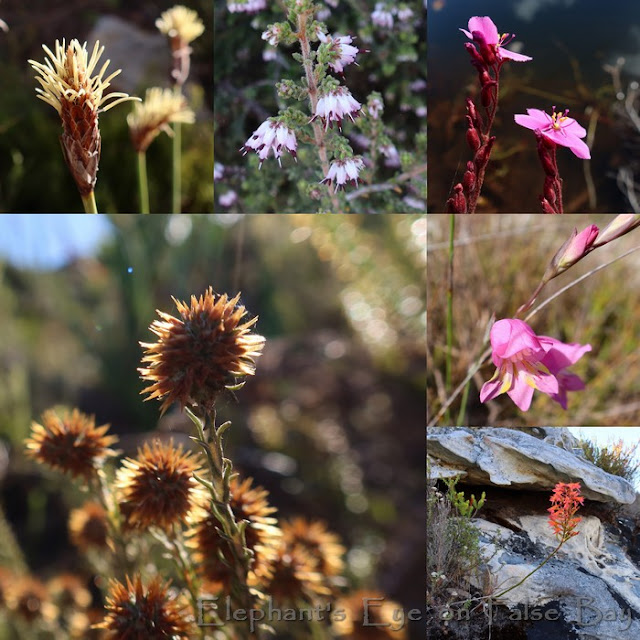 Maiden Peak at Silvermine April flowers