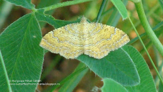 Camptogramma bilineata DSC89475