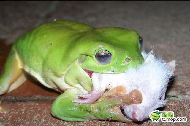 cute frog pictures, frog eats mouse, frogs eat snake, carnivorous frog