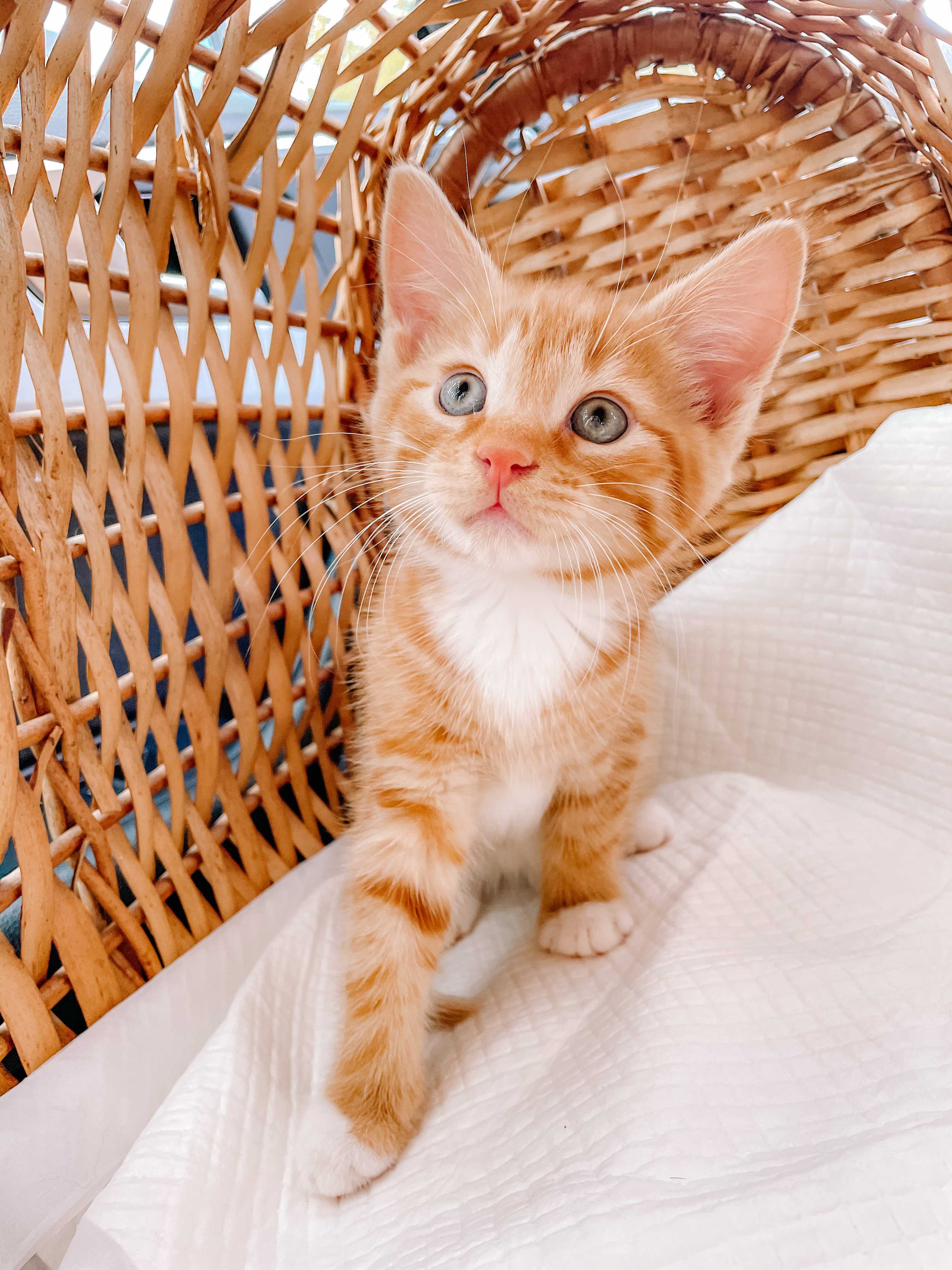 introducing a kitten to other cats, what you will need for your new kitten, bringing your kitten home, neutering and microchipping, deworming, defleaing, going outdoors, going on holiday when you have cats, litter/ litter trays, cat scratching