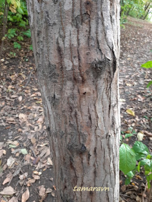 Клён ложнозибольдов (Acer pseudosieboldianum)