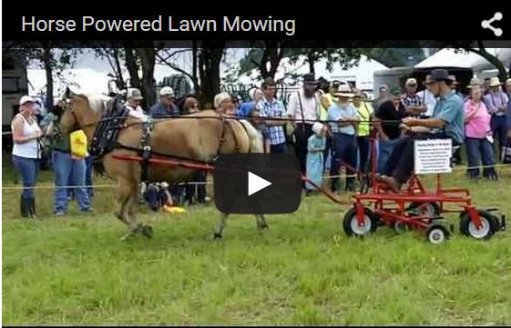 Horse pulls riding lawn mower assembly as rider holds the reins