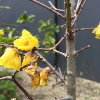 ロウバイ 記念樹におすすめの香りを楽しむ庭木9選