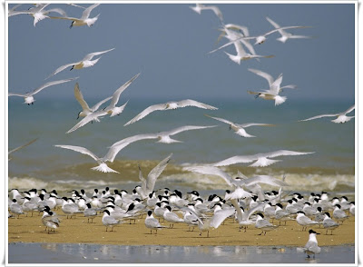 seagulls birds pictures