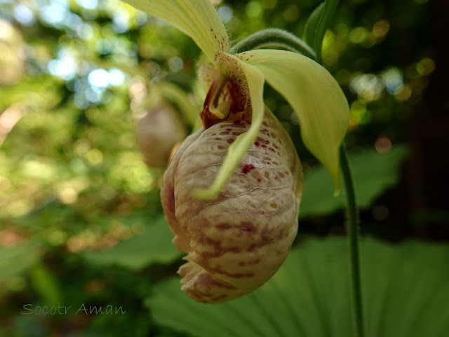 Cypripedium japonicum