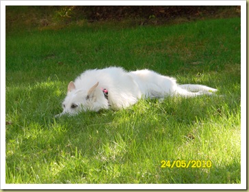 SAM_0378