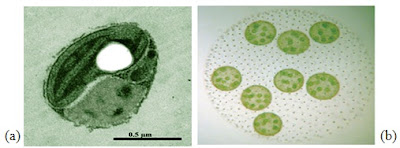 Sel uniseluler Ostreococcus tauri (a) dan sel koloni Volvox