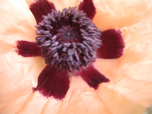 salmon poppy