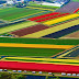 Most Spectacular Tulip Fields of the World