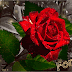 GIFS DE FLORES