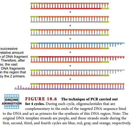 steps of pcr