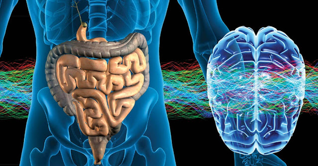 Image of the digestive system and brain affected by stress.