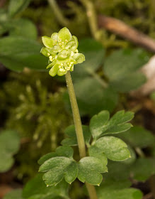 Moschatel or Town-hall Clock, Adoxa moschatellina.  High Elms, 20 April 2013.
