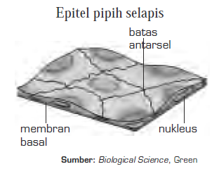  Jaringan  Epitel Pada Hewan  Selapis Berlapis Kelenjar