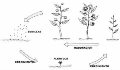 División del período vegetativo