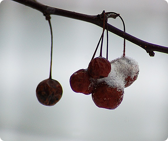 crab apple