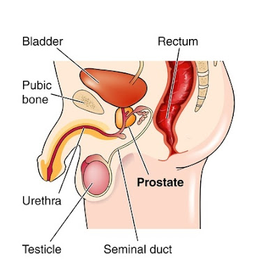 Prostate