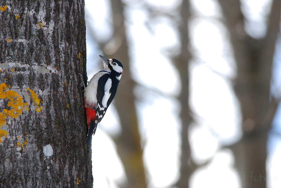 Suur-Kirjurähn, Dendrocopos major, Great Spotted Woodpecker, Greater Pied, rähn, Picoides