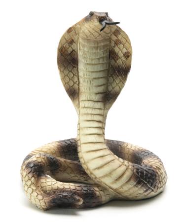 ȘARPE COBRA