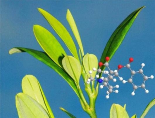 Cara Tumbuhan Membuat Kokain, Tanaman Koka, Erythroxylum coca