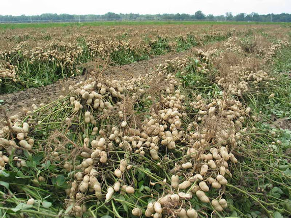 Feasibility study of a peanut cultivation project;