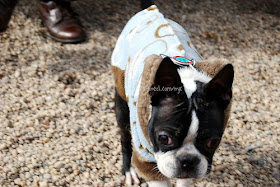 Boston Terrier Clothes