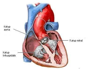 katup jantung
