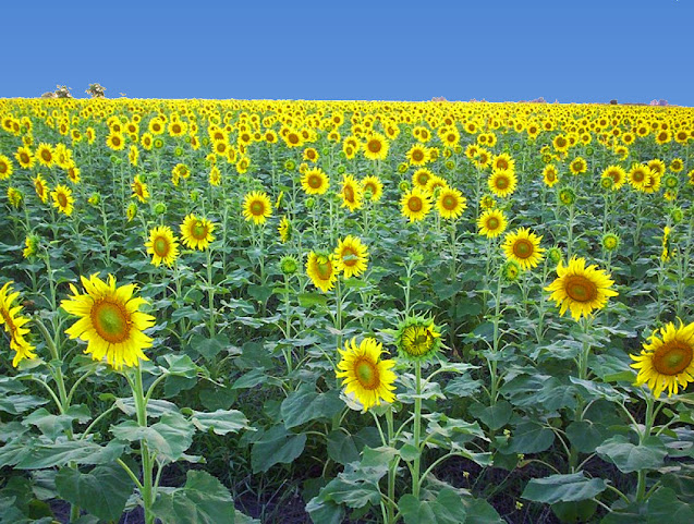 O CO2 está na base da cadeia alimentar.