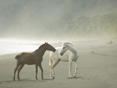 horses wallpapers. Horses Wallpapers