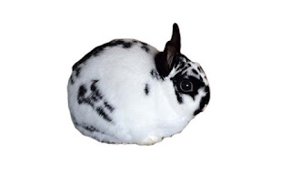 gambar kelinci Polish rabbit