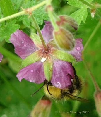 30 Days Wild Nature Challenge Kent Surrey Sussex Bee and Flower in the Rain