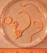 Cacing Gelang | Ascaris lumbricoides