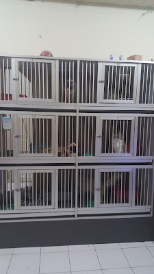 toko hewan kucing di bandung