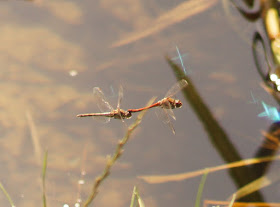 dragonfly sex mating ritual
