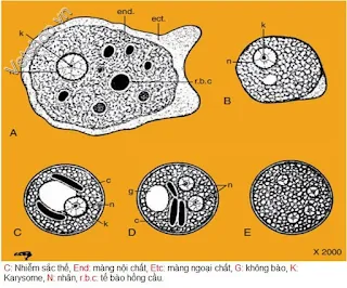 Hình 3: Các giai đoạn phát triển  của Entamoeba histolyca