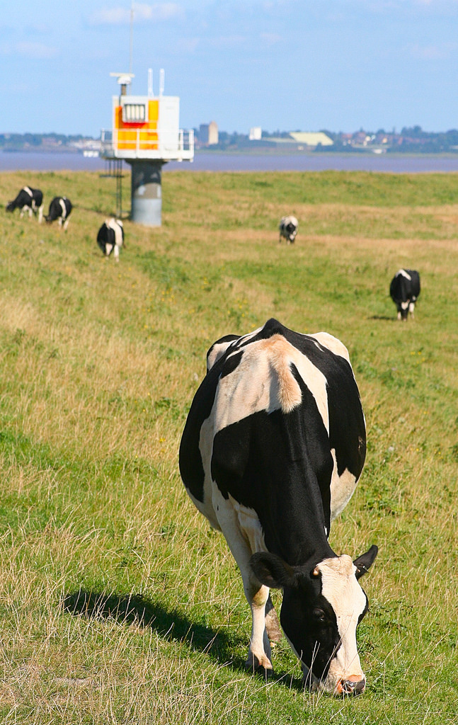 grazing by animals