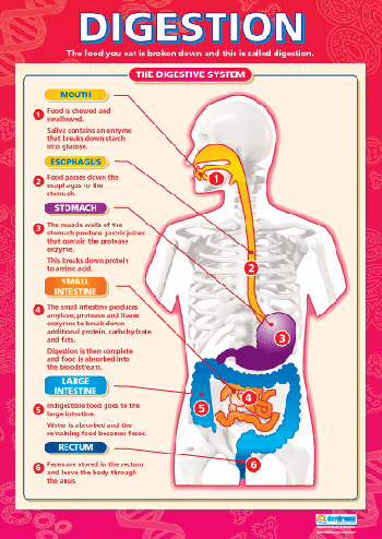 Human Anatomy and Physiology: Your thirst and hunger centers tell you