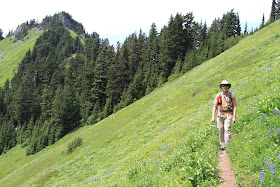 Example of the “Vertical Meadows”