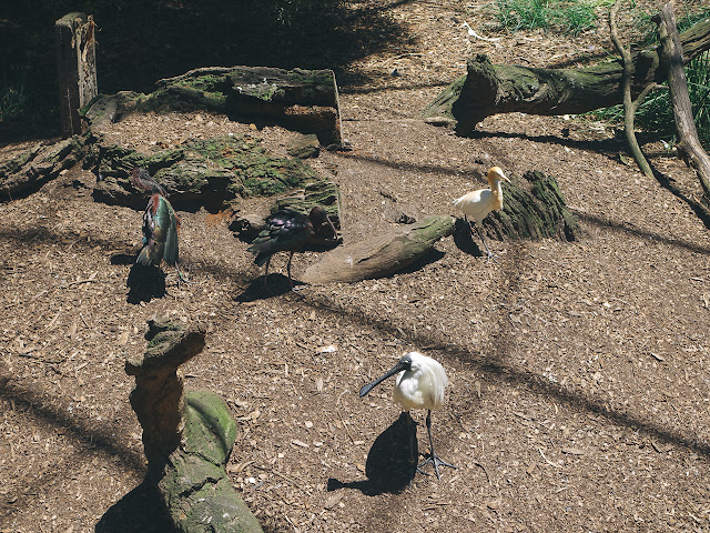 メルボルン動物園（Melbourne Zoo）