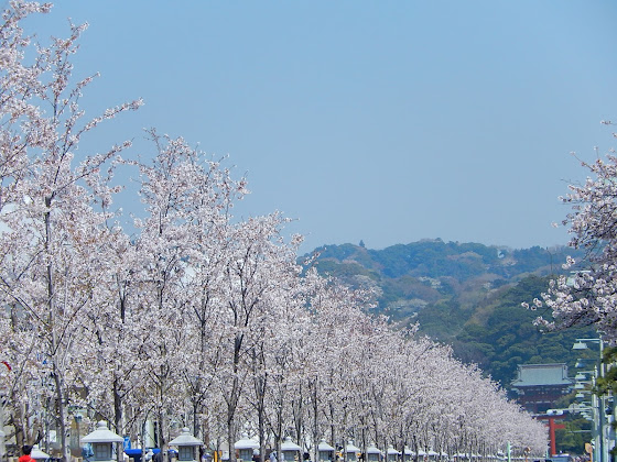 段葛の桜 鶴岡八幡宮参道に咲くソメイヨシノ