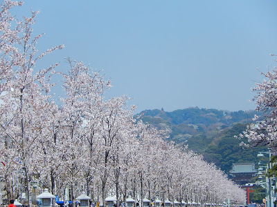 √完了しました！ 鶴岡八幡宮 桜 147468