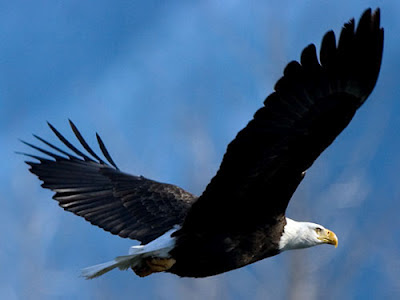 Foto de Aguila Volando