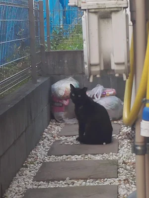 遊びに来る黒猫