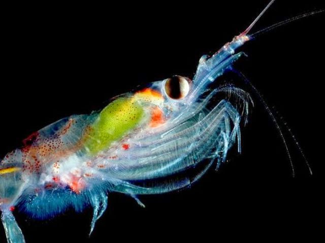 Amazing Transparent Animals