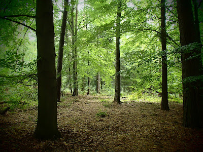 grzyby, grzyby we wrześniu, grzybobranie we wrześniu, borowik ceglastopory, Boletus luridiformis, podgrzybek złotawy, Xerocomellus chrysenteron, maślak modrzewiowy, Suillus grevillei, siedzuń sosnowy, Sparassis crispa, tęgoskór pospolity, Scleroderma aurantium