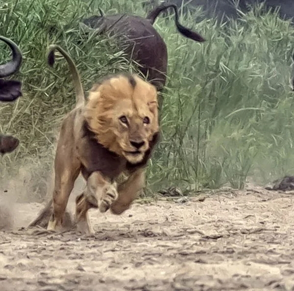 caters_buffalo_chase_lion_0