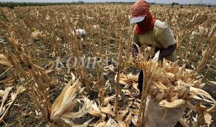 Manfaat Limbah Kulit Jagung - Media Belajarku