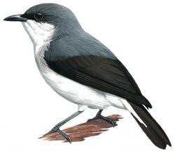 Mangrove Robin